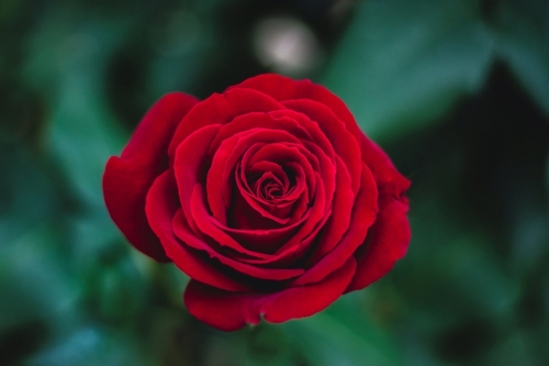 ivan-jevtic-279864-unsplash